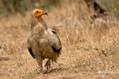 Aasgier-09_-Egyptian-Vulture_-Neophron-percnopteru_P5A2007