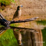 Appelvink-91_Hawfinch_Coccothraustes-coccothraustes_P5A3258