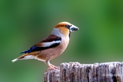 Appelvink-88_Hawfinch_Coccothraustes-coccothraustes_P5A3150