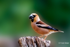 Appelvink-89_Hawfinch_Coccothraustes-coccothraustes_P5A3183