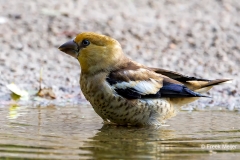 Appelvink-94_Hawfinch_Coccothraustes-coccothraustes_P5A3792