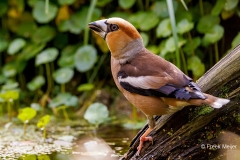 Appelvink-93_Hawfinch_Coccothraustes-coccothraustes_P5A3771