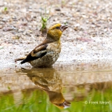 Appelvink-98_Hawfinch_Coccothraustes-coccothraustes_P5A4288