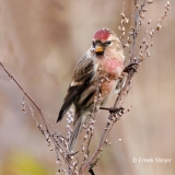 Grote-Barmsijs-19_Mealy-Redpoll_Acanthis-flammea_P5A5016