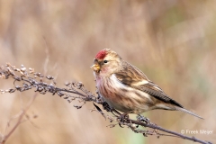 Grote-Barmsijs-20_Mealy-Redpoll_Acanthis-flammea_P5A5042