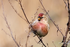 Grote-Barmsijs-22_Mealy-Redpoll_Acanthis-flammea_P5A5067