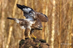 Buizerd-81_Common-Buzzard_Buteo-buteo_P5A4997