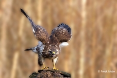 Buizerd-80_Common-Buzzard_Buteo-buteo_P5A4980