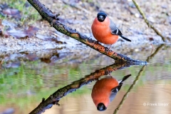 Goudvink-63_Eurasian-Bullfinch_Pyrrhula-pyrrhula_P5A4938