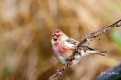 Grote-Barmsijs-21_Mealy-Redpoll_Acanthis-flammea_P5A5051