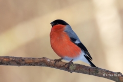 Goudvink-64_Eurasian-Bullfinch_Pyrrhula-pyrrhula_P5A5150