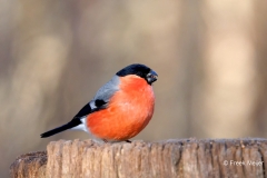 Goudvink-66_Eurasian-Bullfinch_Pyrrhula-pyrrhula_P5A5258