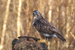 Buizerd-82_Common-Buzzard_P5A5277