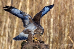 Buizerd-83_Common-Buzzard_P5A5283