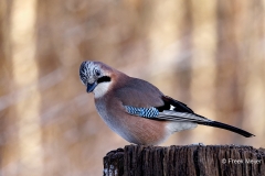 Gaai-53_Eurasian-Jay_P5A5117