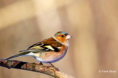 Vink-46_Common-Chaffinch_Fringilla-Coelebs_P5A5256