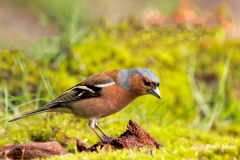 Vink-45_Common-Chaffinch_Fringilla-Coelebs_P5A0473