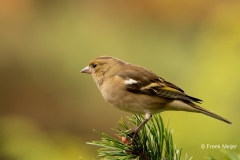 Vink-48_Common-Chaffinch_Fringilla-Coelebs_P5A4340