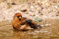 Kleine-Barmsijs-42Lesser-Redpoll_Acanthis-cabaret_P5A8628