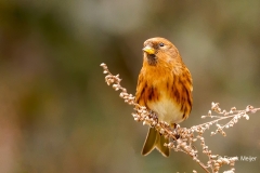 Kleine-Barmsijs-43_Lesser-Redpoll_Acanthis-cabaret_P5A8306