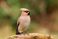 Pestvogel-61_Bohemian-Waxwing__P5A8661