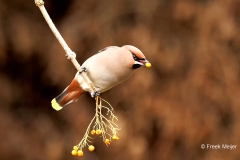 Pestvogel-62_Bohemian-Waxwing__P5A8811