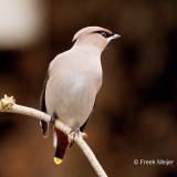 Pestvogel-60_Bohemian-Waxwing_Bombycilla-garrulus_P5A8278