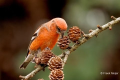 Witbandkruisbek-59_Two-barred-Crossbill_Loxia-leucopteraa_P5A8340