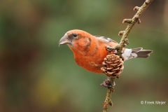 Witbandkruisbek-69_Two-barred-Crossbill_Loxia-leucoptera_P5A8342