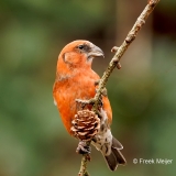 Witbandkruisbek-71_Two-barred-Crossbill_Loxia-leucoptera_P5A8588