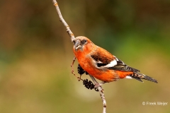 Witbandkruisbek-72_Two-barred-Crossbill_Loxia-leucoptera_P5A8681