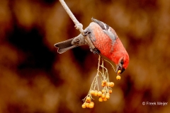 Witbandkruisbek-73_Two-barred-Crossbill_Loxia-leucoptera_P5A8695