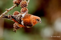 Witbandkruisbek-70_Two-barred-Crossbill_Loxia-leucoptera_P5A8364