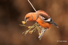 Witbandkruisbek-74_Two-barred-Crossbill_Loxia-leucoptera_P5A8859