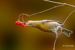 Witbandkruisbek-75_Two-barred-Crossbill_Loxia-leucoptera_P5A6930