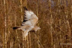 Buizerd-84_Common-Buzzard_Buteo-buteo_P5A89161