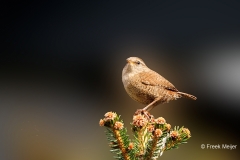 Winterkoning-34_Eurasian-Wren_Troglodytes-troglodytes_P5A1130