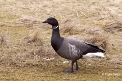 Rotgans-06_Dark-bellied-Brant-Goose_Branta-bernicla_IMG_3039