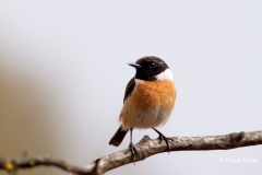 Roodborsttapuit-20_European-Stonechat_Saxicola-rubicola_IMG_3563