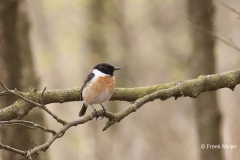 Roodborsttapuit-21_European-Stonechat_Saxicola-rubicola_IMG_3579