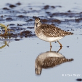 Bosruiter-10_Wood-Sandpiper_Tringa-glareola_49C7118