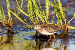 Bosruiter-09_Wood-Sandpiper_Tringa-glareola_49C7098