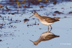 Bosruiter-11_Wood-Sandpiper_Tringa-glareola_49C7120