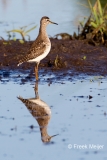 Bosruiter-08_Wood-Sandpiper_Tringa-glareola_49C7074