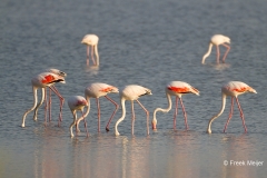 Flamingo-02_Greater-Flamingo_Phoenicopterus-roseus_MG_9585