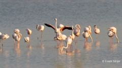 Flamingo-03_Greater-Flamingo_Phoenicopterus-roseus_MG_9613