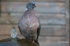 Houtduif-03_Common-Wood-Pigeon_Columba-palumbus_BZ4T0360