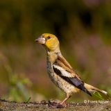 Appelvink-02_Hawfinch_Coccothraustes-coccothraustes_MG_2134
