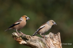 Appelvink-06_Hawfinch_Coccothraustes-coccothraustes_BZ4T7266