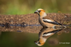 Appelvink-01_Hawfinch_Coccothraustes-coccothraustes_BZ4T9595